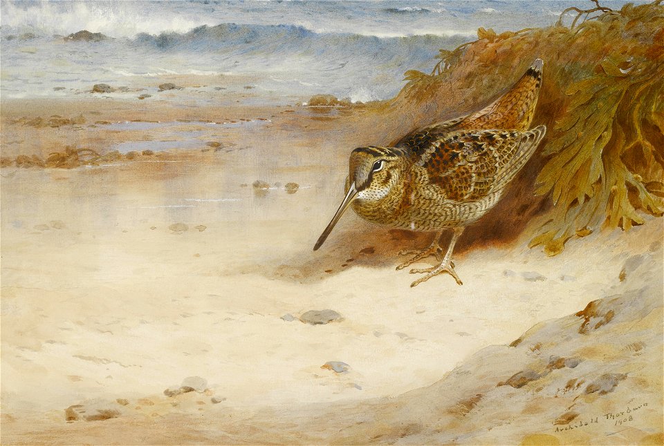 2017-02 Archibald Thorburn - Hungry and homeless