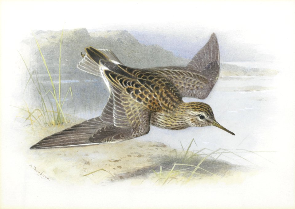 2017-02 Archibald Thorburn - Pectoral Sandpiper