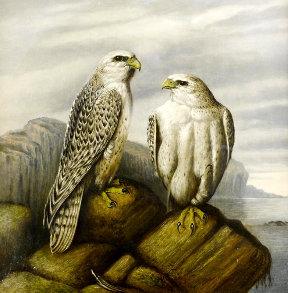 2017-02 Attributed to Josef Wolf - Gyr falcons on a rocky ledge