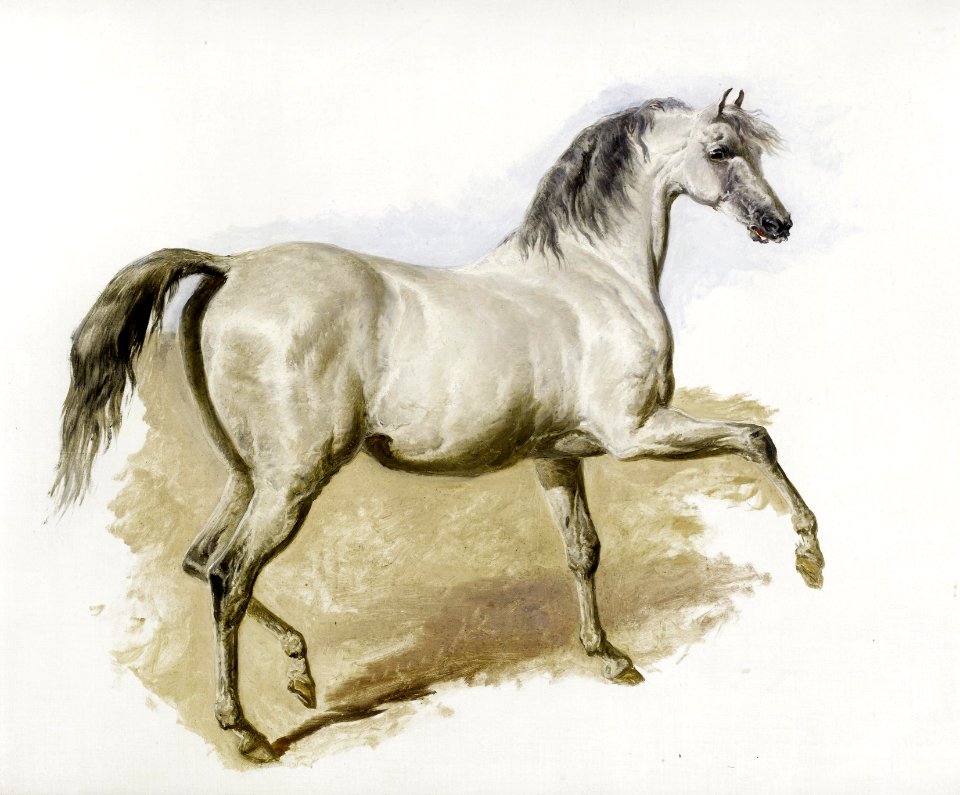 2017-02 John Frederick Herring - Study of a grey Arab mare