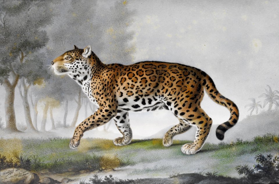 2017-02 Léon de Wailly - Grande Panthère, quart de la grandeur