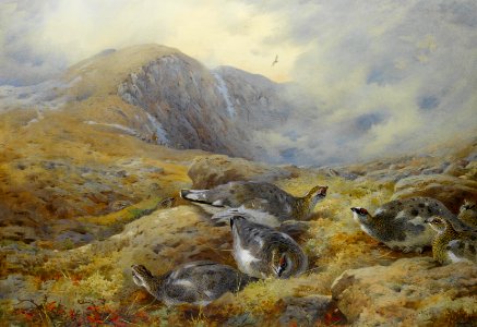2017-02 Archibald Thorburn - Danger aloft - Ptarmigan