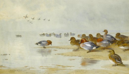 2017-02 Archibald Thorburn - Wigeon and Teal by the water's edge