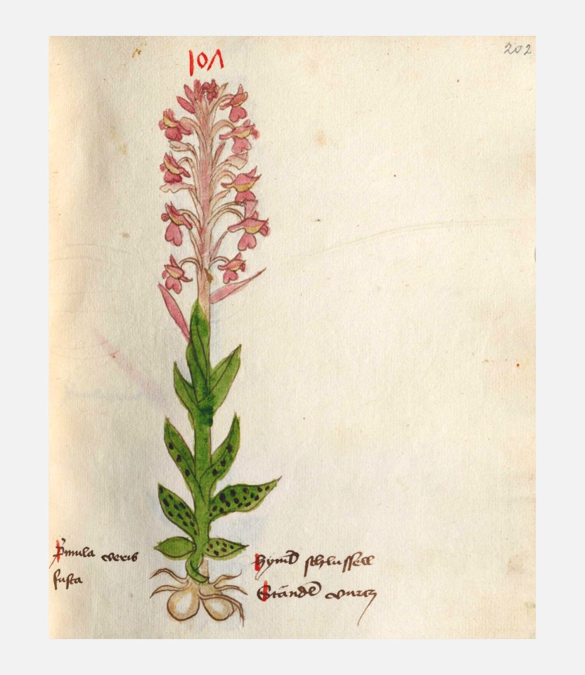 202 Auslasser Orchis latifolia