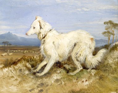 2017-02 Sir Edwin Henry Landseer - White Collie in a landscape