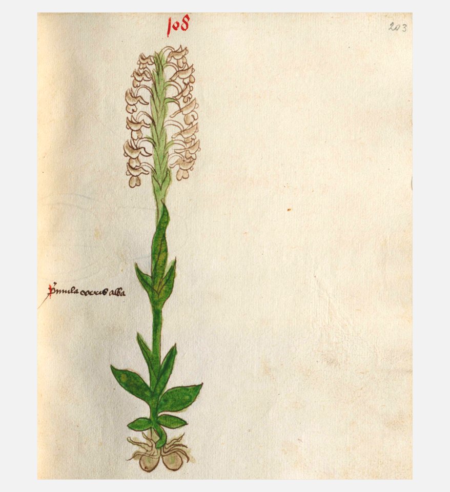 203 Auslasser Orchis spec