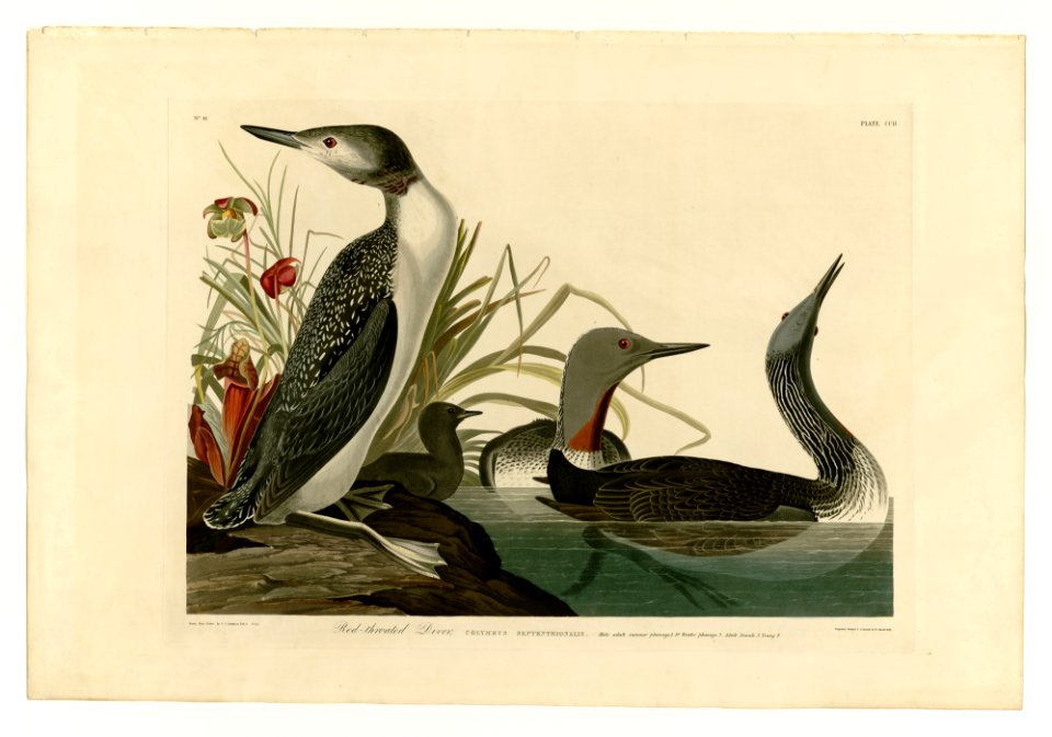 202 Red-Throated Diver