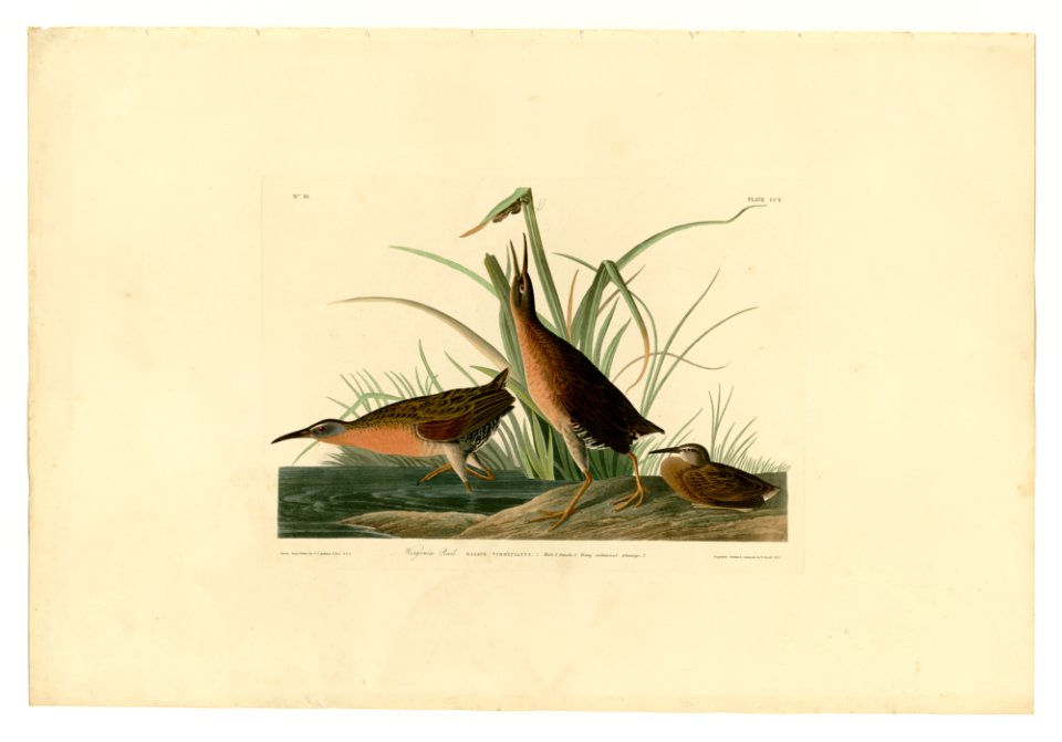 205 Virginia Rail