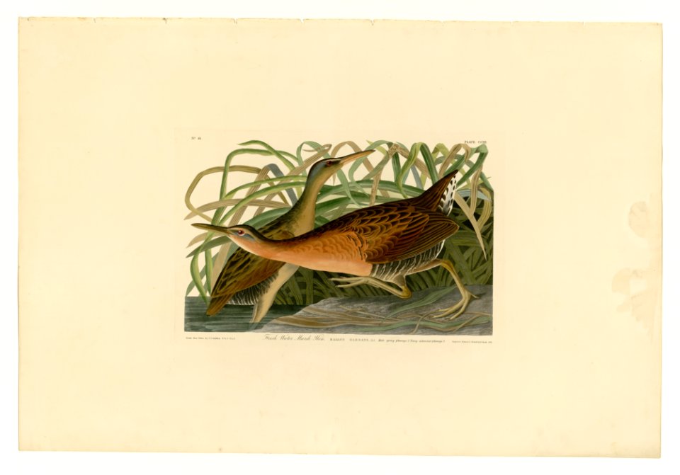 203 Fresh Water Marsh Hen