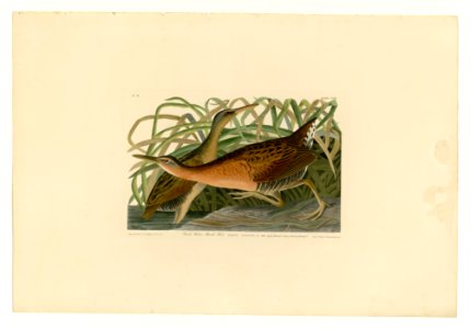 203 Fresh Water Marsh Hen