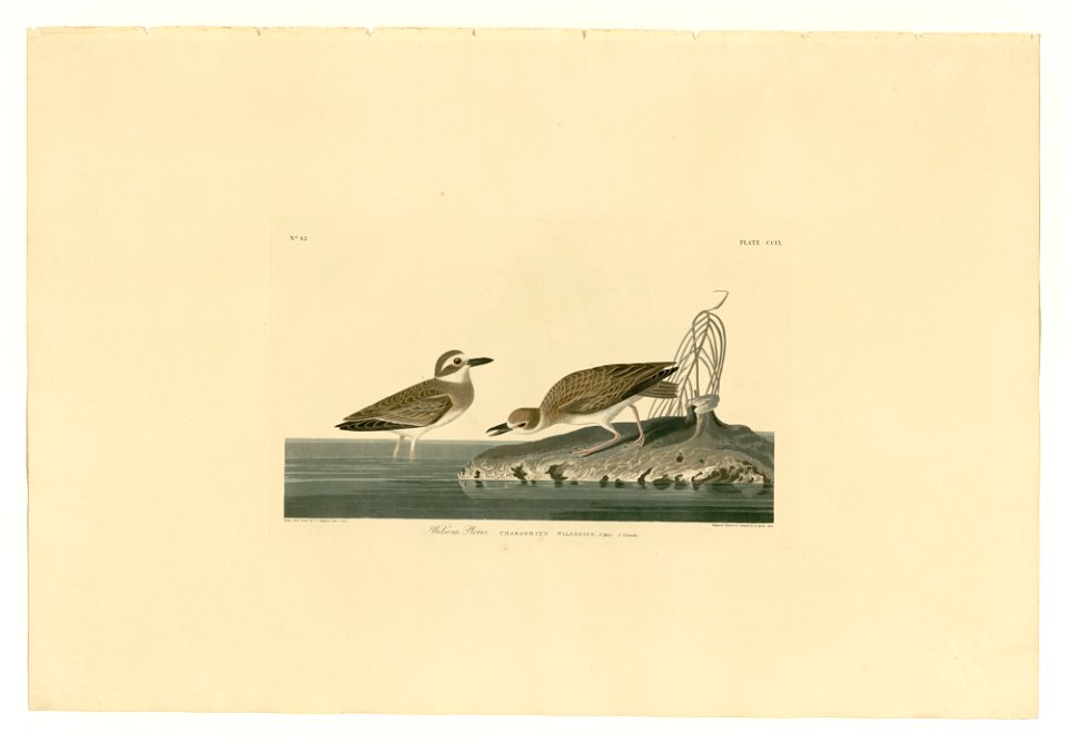 209 Wilson's Plover
