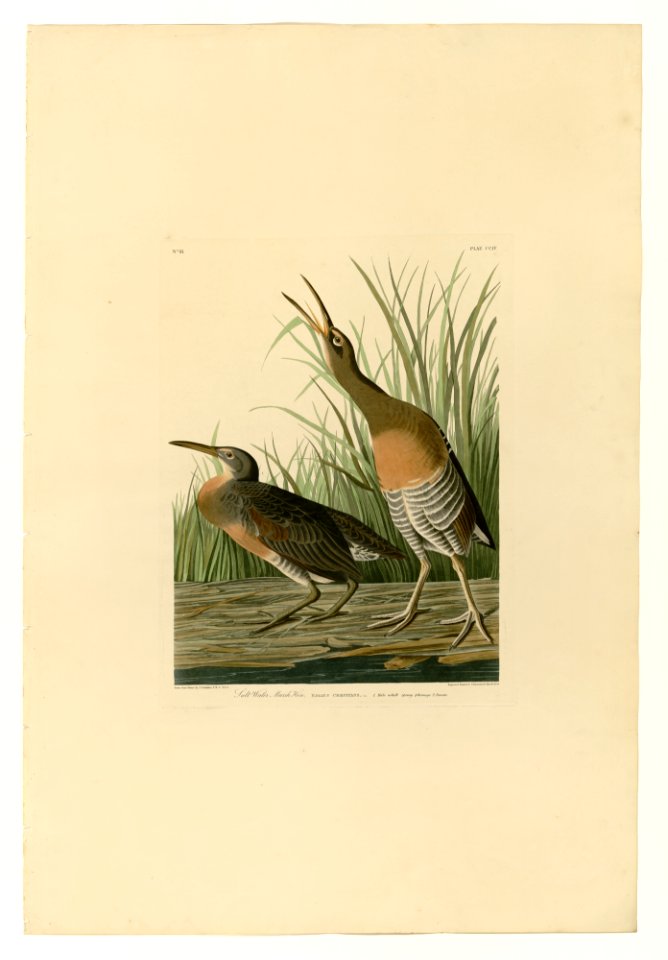 204 Salt Water Marsh Hen