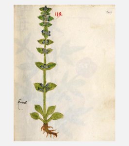209 Auslasser Ajuga reptans