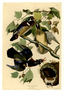 206 Summer or Wood Duck