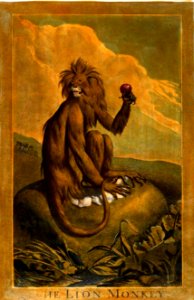 21, Lion Monkey, Charles Catton's Animals (1788) (cropped)