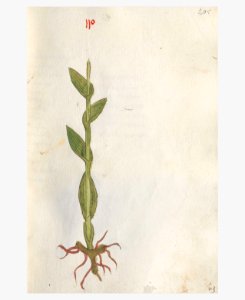 205 Auslasser Epipactis spec