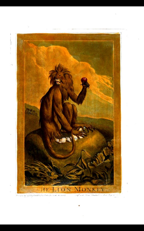 21, Lion Monkey, Charles Catton's Animals (1788)