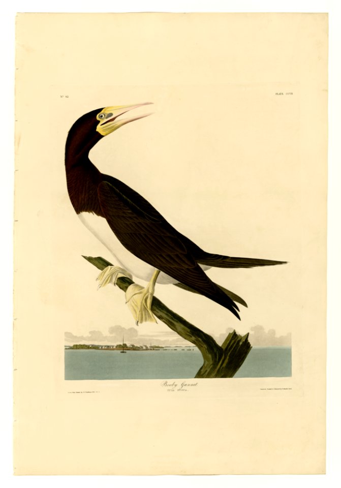 207 Booby Gannet