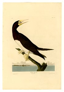 207 Booby Gannet