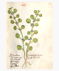 214 Auslasser Glechoma hederacea