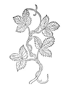 215 Humulus hoppen