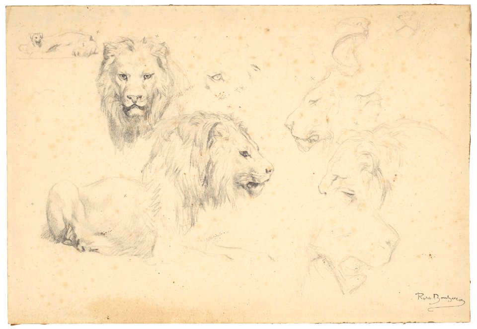2019 NYR 16336 0083 rosa bonheur studies of lions)
