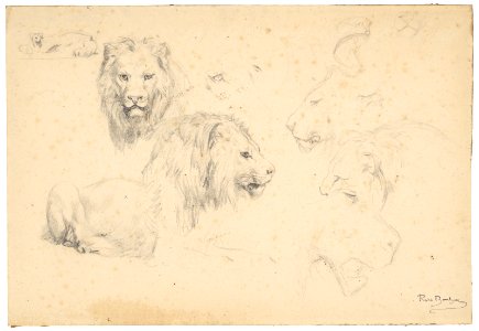 2019 NYR 16336 0083 rosa bonheur studies of lions)