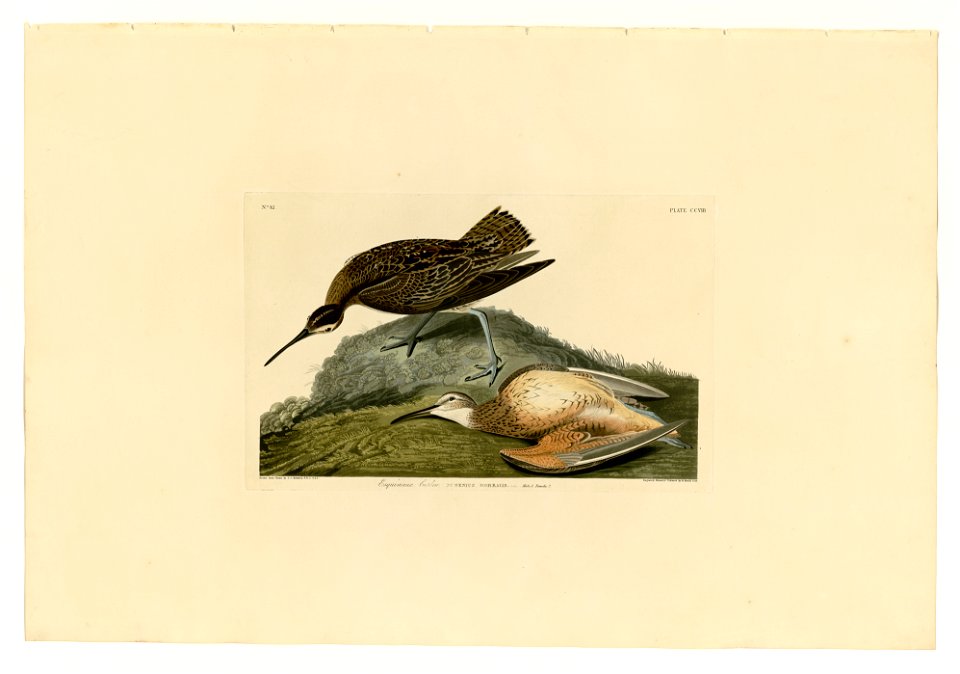 208 Esquimaux Curlew