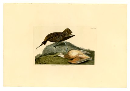 208 Esquimaux Curlew