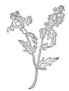 217 Jusquiamus bilsensamen