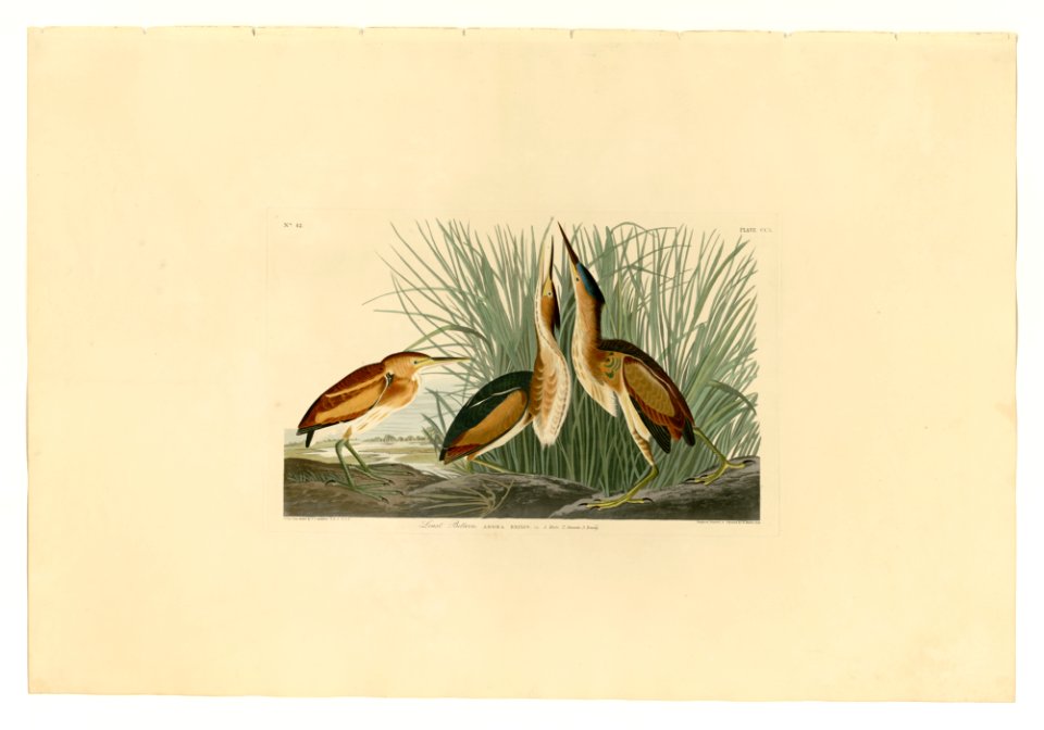 210 Least Bittern
