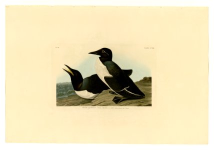 218 Foolish Guillemot