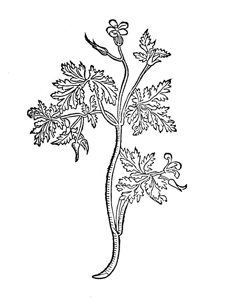 214 Herba rubea storckes snabel