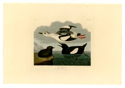 219 Black Guillemot