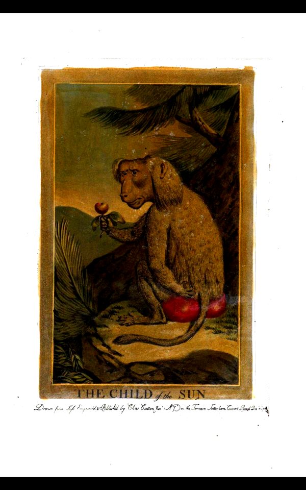 22, Child of the Sun, Charles Catton's Animals (1788)