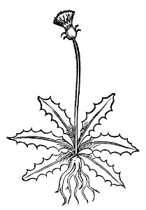 212 Hermodattilus zytloisz