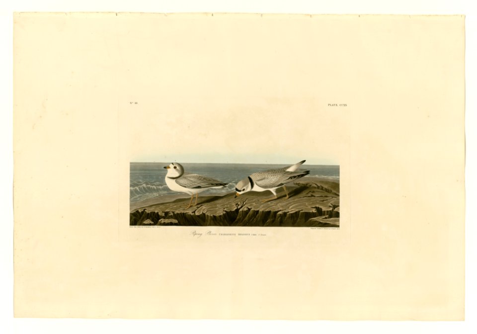 220 Piping Plover