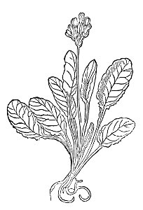 213 Herba paralisis slusselblomen