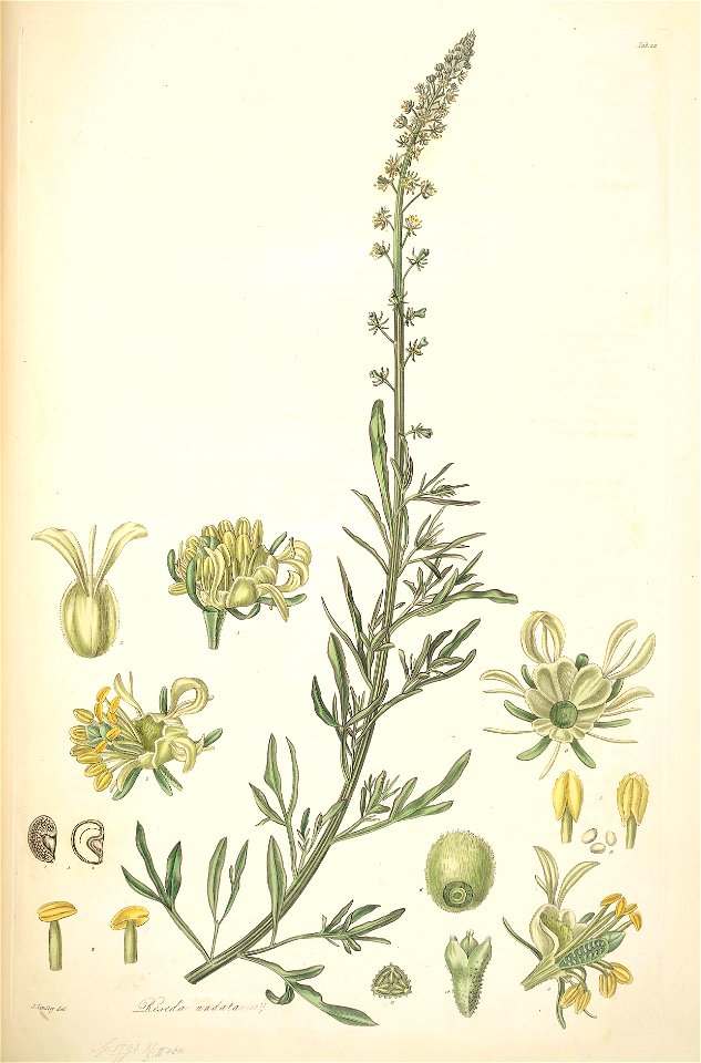 22 Reseda mediterranea - John Lindley - Collectanea botanica (1821)
