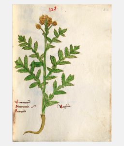 223 Auslasser Tanacetum vulgare