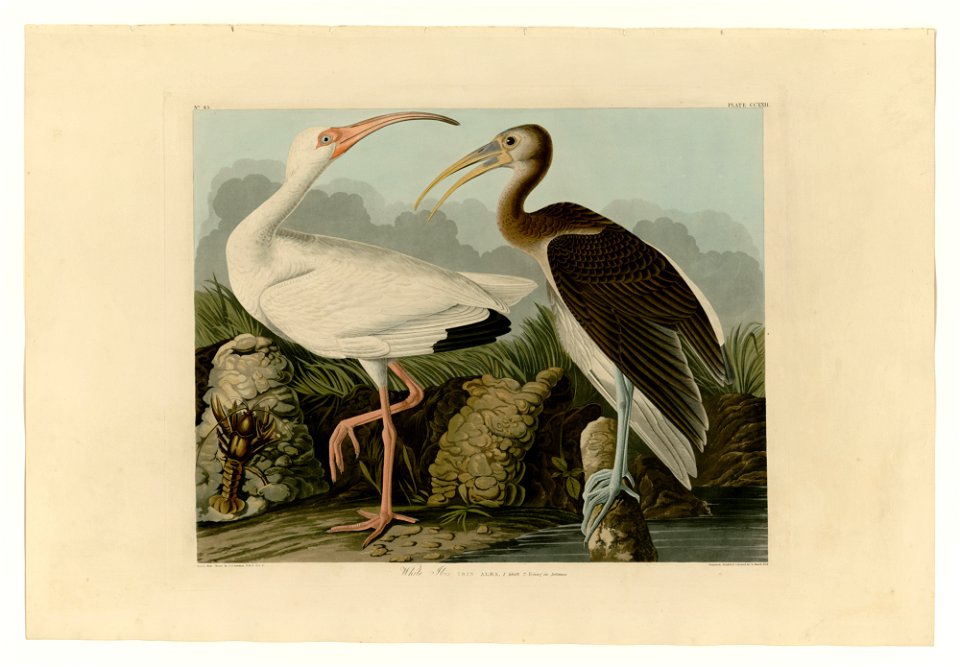222 White Ibis