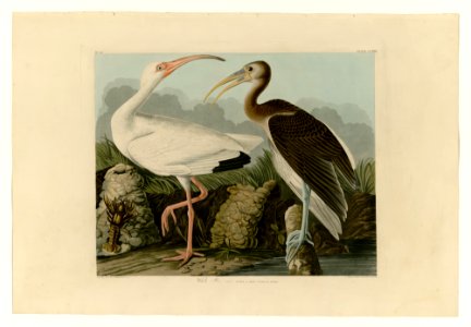 222 White Ibis