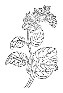 207 Gallitricum scharlach