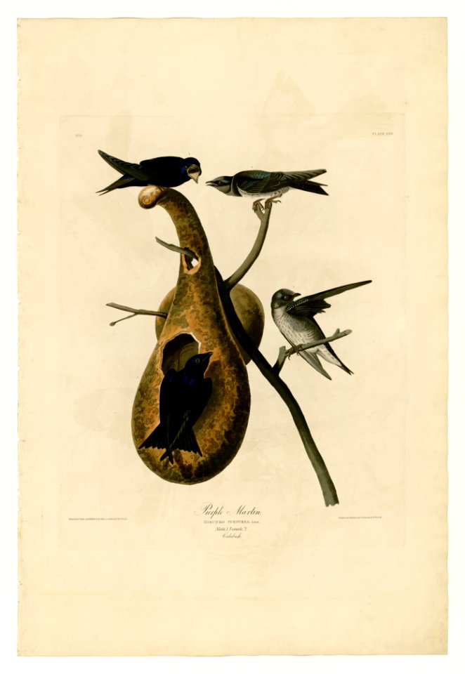 22 Purple Martin