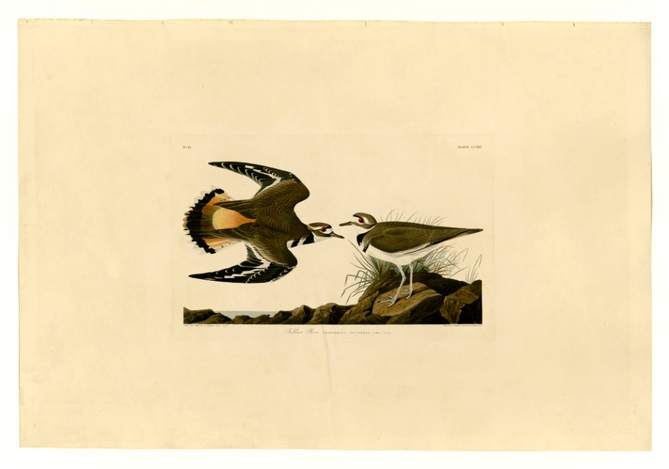225 Kildeer Plover