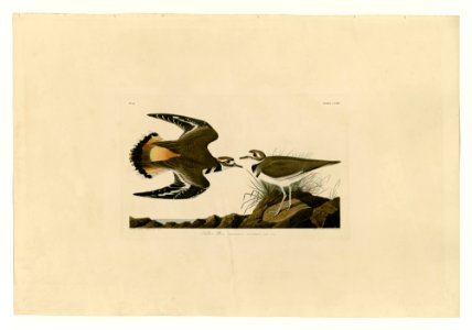 225 Kildeer Plover