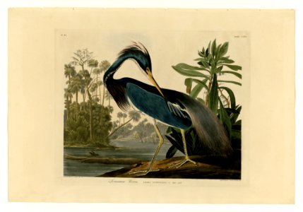 217 Louisiana Heron