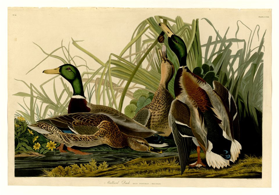 221 Mallard Duck