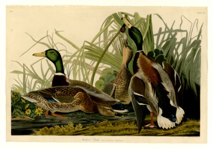 221 Mallard Duck