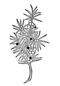 218 Juniperus wegholler